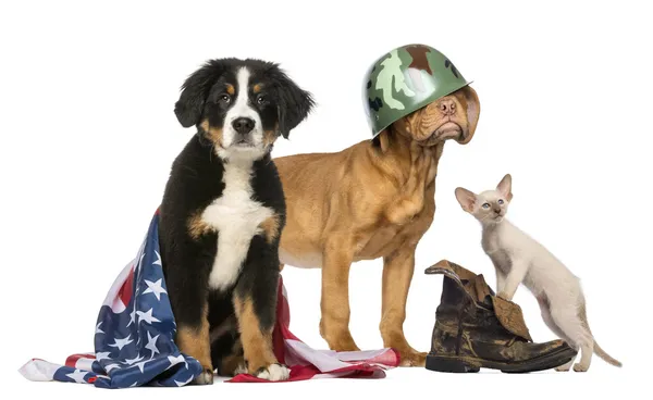 Группа патриотических собак и кошек — стоковое фото