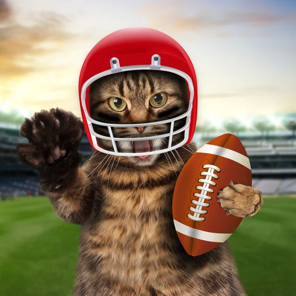 Кошка играет американский футбол — стоковое фото