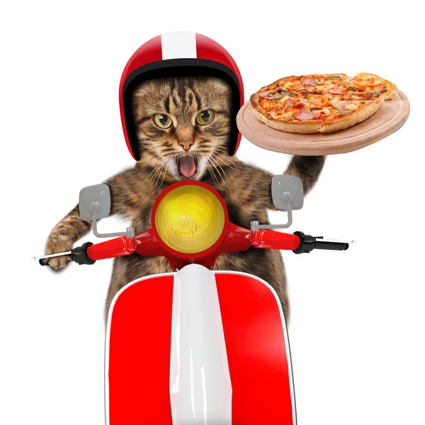 Смешные кошки. Доставка пиццы — стоковое фото