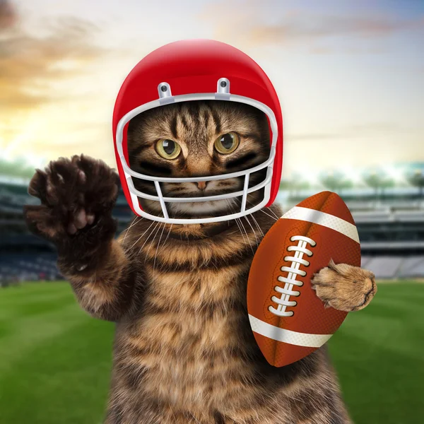 Кошка играет американский футбол — стоковое фото