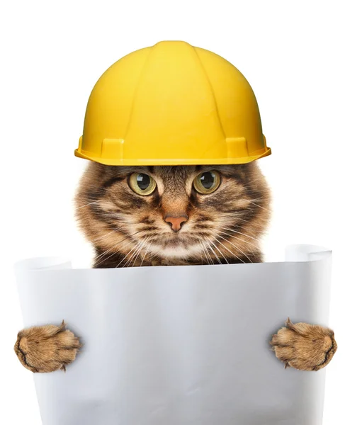 Ремесленник кошка в шлеме — стоковое фото