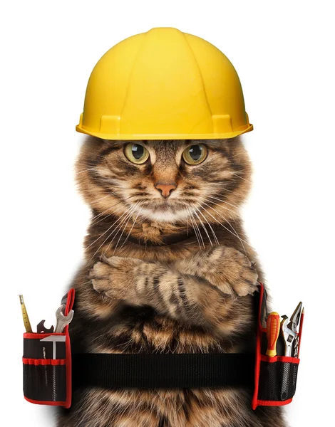Ремесленник кошка с инструментами — стоковое фото
