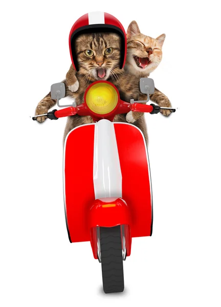 Смешные кошки - вождения мопеда — стоковое фото