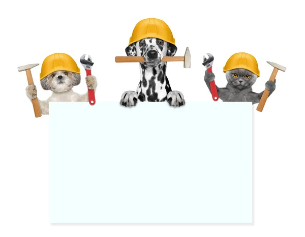 Собаки и кошки строители Холдинг инструменты в их лапы — стоковое фото