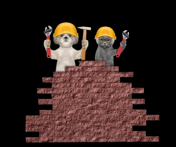 Собака и кошка строителей, холдинг инструменты в их лапы — стоковое фото
