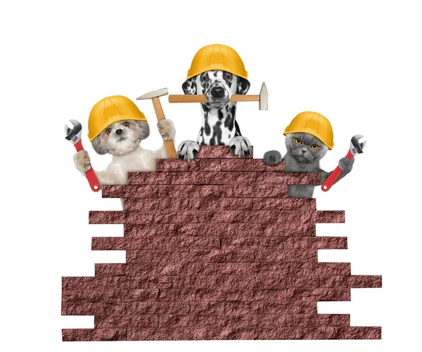 Собака и кошка строителей, холдинг инструменты в их лапы — стоковое фото