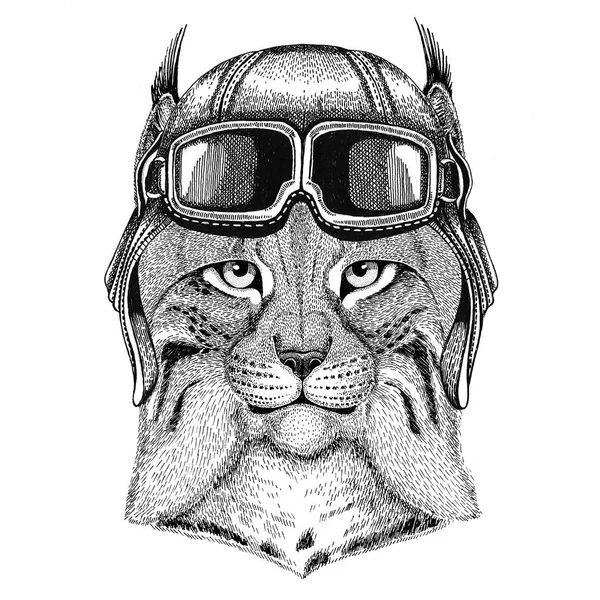 Дикий Кот, рысь Bobcat Трот ношение кожаный шлем летчика, байкер, мотоцикл ручной рисованные иллюстрации для тату, Эмблема, знак, логотип, патч — стоковое фото