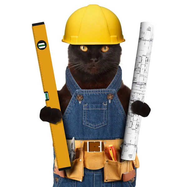 Кошка строитель в шлеме — стоковое фото
