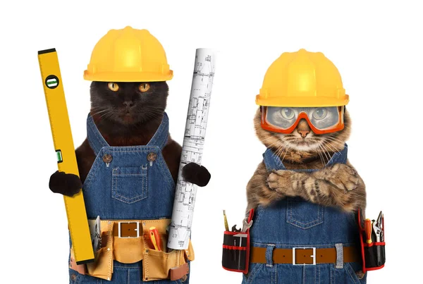 Смешные кошки одетый в костюм строителя и проведения строитель уровня и план проекта. Ремесленник на белом фоне — стоковое фото