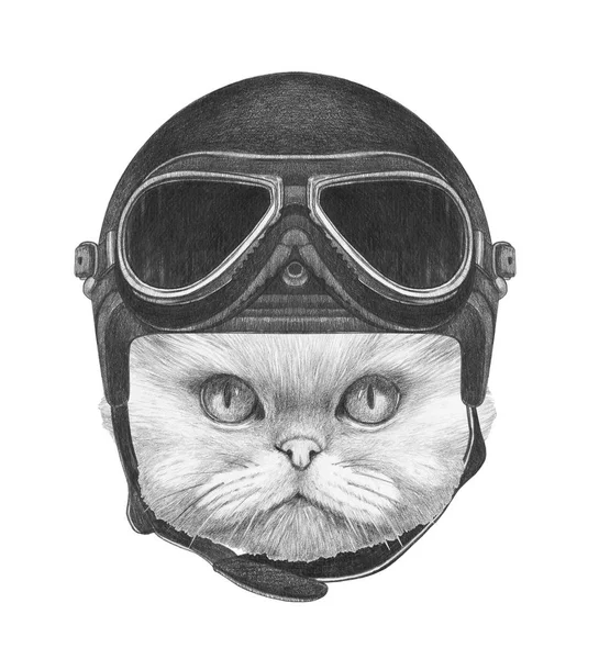 Портрет Персидская кошка — стоковое фото